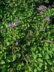  צילום: By H. Zell (Own work) [GFDL (http://www.gnu.org/copyleft/fdl.html) or CC-BY-SA-3.0 (http://creativecommons.org/licenses/by-sa/3.0)], via Wikimedia Commons