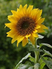  צילום: http://commons.wikimedia.org/wiki/File:A_sunflower.jpg