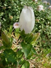  צילום: By Don Manfredo (Own work) [GFDL (http://www.gnu.org/copyleft/fdl.html) or CC-BY-SA-3.0-2.5-2.0-1.0 (http://creativecommons.org/licenses/by-sa/3.0)], via Wikimedia Commons