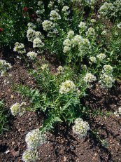 צילום: http://pt.wikipedia.org/wiki/Ficheiro:Centranthus_ruber_forma_albus_2007-06-02_(plant).jpg