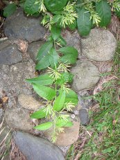  צילום: http://en.wikipedia.org/wiki/File:Colpfl30.jpg