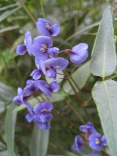 הרדנברגיה תלתלנית