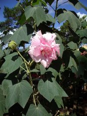  צילום: http://commons.wikimedia.org/wiki/File:Hibiscus_mutabilis_(4).JPG