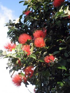ברזילי הגבעות 'טהיטי'