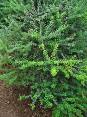  צילום: By H. Zell (Own work) [GFDL (http://www.gnu.org/copyleft/fdl.html) or CC-BY-SA-3.0 (http://creativecommons.org/licenses/by-sa/3.0)], via Wikimedia Commons