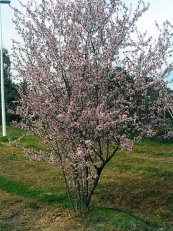  צילום: By Javier martin (Own work) [Public domain or Public domain], via Wikimedia Commons