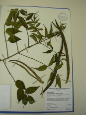  צילום: Forest & Kim Starr [CC-BY-3.0 (http://creativecommons.org/licenses/by/3.0)], via Wikimedia Commons