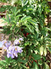  צילום: Forest & Kim Starr [CC-BY-3.0 (http://creativecommons.org/licenses/by/3.0)], via Wikimedia Commons