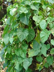  צילום: Forest & Kim Starr [CC-BY-3.0 (http://creativecommons.org/licenses/by/3.0)], via Wikimedia Commons