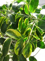  צילום: By Kor!An (Андрей Корзун) (Own work) [CC-BY-SA-3.0 (http://creativecommons.org/licenses/by-sa/3.0)], via Wikimedia Commons