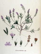  צילום: Janus (Jan) Kops [Public domain or GFDL (http://www.gnu.org/copyleft/fdl.html)], via Wikimedia Commons