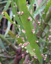  צילום: By Michael Wolf (Own work) [GFDL (http://www.gnu.org/copyleft/fdl.html) or CC-BY-SA-3.0-2.5-2.0-1.0 (http://creativecommons.org/licenses/by-sa/3.0)], via Wikimedia Commons