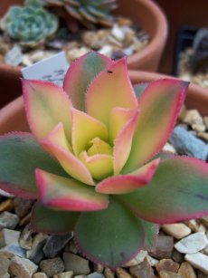 נצחה 'קיווי'