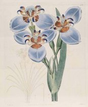  צילום: By Botanical Register [Public domain], via Wikimedia Commons