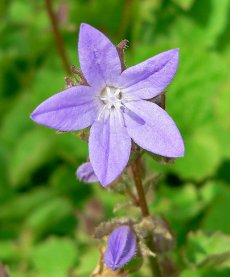 פעמונית פושרסקי