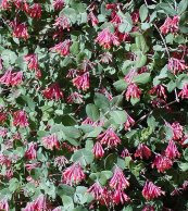  צילום: Stan Shebs [GFDL (http://www.gnu.org/copyleft/fdl.html), CC-BY-SA-3.0 (http://creativecommons.org/licenses/by-sa/3.0) or CC-BY-SA-2.5 (http://creativecommons.org/licenses/by-sa/2.5)], via Wikimedia Commons