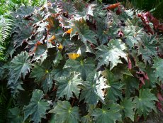 בגוניה קיקיונית