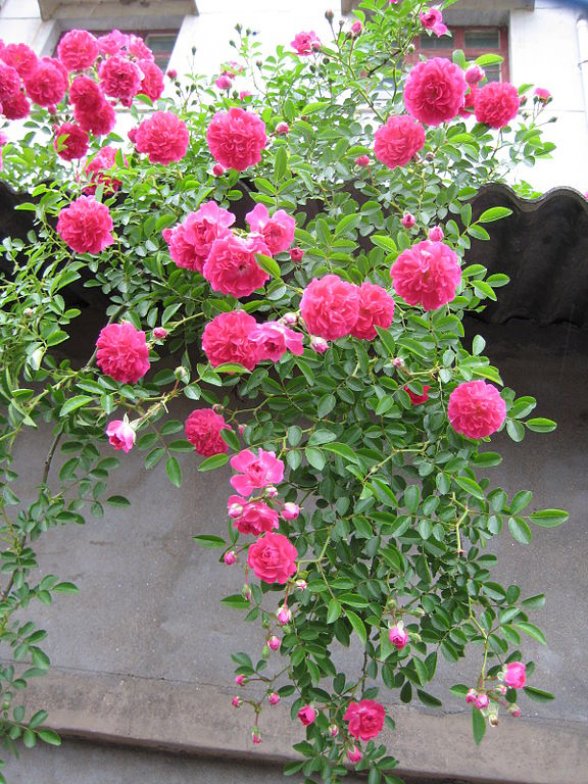 ורד דורותי פרקינס