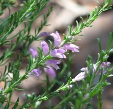 ישימונית לאניי