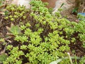  צילום: Aeonium sedifolium, Botanischer Garten der Universität Basel, GFDL