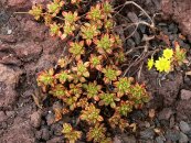  צילום: Aeonium sedifolium