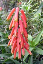 צילום: Aloe ciliaris, Flora of South Africa, GFDL