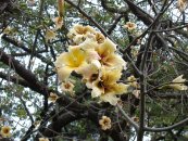  צילום: Ceiba cultivars, Flowers of Argentina