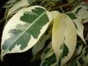  צילום: Ficus benjamina variegata, PD-self