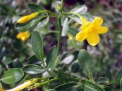  צילום: Flora of Spain, Jasminum fruticans, PD-self