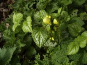  צילום: Chlorophyll lacking plants, GFDL, Lamiastrum galeobdolon