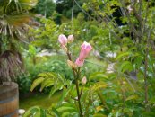  צילום: GFDL, License migration redundant, Podranea ricasoliana