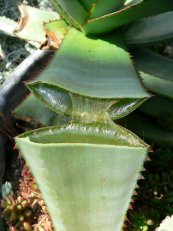  צילום: Aloe vera, Featured pictures on Wikipedia, English, GFDL
