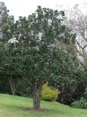  צילום: Images from Forest & Kim Starr, Magnolia grandiflora