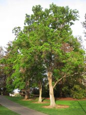  צילום: PD-self, Trees in California, Triadica sebifera
