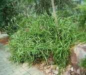  צילום: By Frank Vincentz (Own work) [GFDL (http://www.gnu.org/copyleft/fdl.html) or CC-BY-SA-3.0 (http://creativecommons.org/licenses/by-sa/3.0/)], via Wikimedia Commons