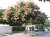  צילום: משתלת חורשים