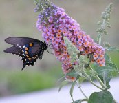  צילום: http://it.wikipedia.org/wiki/File:Butterfly_feeding_from_butterfly_bush.jpg