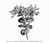  צילום: By Georges Boucher & S. Mottet [Public domain], via Wikimedia Commons