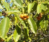  צילום: http://en.wikipedia.org/wiki/File:Pittosporum_undulatum_fruit.jpg