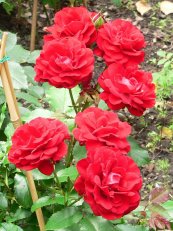 ורד היינזל מנכן