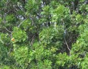  צילום: By JonRichfield (Own work) [CC-BY-SA-3.0 (http://creativecommons.org/licenses/by-sa/3.0)], via Wikimedia Commons