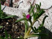  צילום: By Père Igor (Own work) [GFDL (http://www.gnu.org/copyleft/fdl.html) or CC-BY-SA-3.0-2.5-2.0-1.0 (http://creativecommons.org/licenses/by-sa/3.0)], via Wikimedia Commons