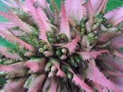  צילום: By Guérin Nicolas (messages) (Own work) [CC-BY-SA-3.0 (http://creativecommons.org/licenses/by-sa/3.0) or GFDL (http://www.gnu.org/copyleft/fdl.html)], via Wikimedia Commons