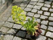  צילום: I, Opuntia [GFDL (http://www.gnu.org/copyleft/fdl.html), CC-BY-SA-3.0 (http://creativecommons.org/licenses/by-sa/3.0/) or CC-BY-SA-2.5-2.0-1.0 (http://creativecommons.org/licenses/by-sa/2.5-2.0-1.0)], via Wikimedia Commons