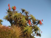  צילום: Aloe arborescens, Blue sky, Files created by Ton Rulkens