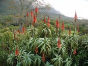  צילום: Aloe arborescens, PD-self, Plants in June