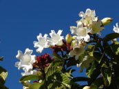  צילום: Beaumontia grandiflora, Flickr images reviewed by File Upload Bot (Magnus Manske), Gardens in Australia