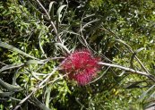  צילום: http://upload.wikimedia.org/wikipedia/commons/f/f8/Callistemon_phoeniceus_flowers.jpg