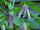  צילום: By Dominicus Johannes Bergsma (Own work) [CC-BY-SA-3.0 (http://creativecommons.org/licenses/by-sa/3.0)], via Wikimedia Commons