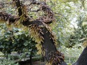  צילום: Cercis siliquastrum, GFDL, License migration redundant